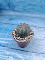 Euphoria Obesa (Эуфорбия)
