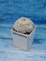Mammillaria plumosa (Маммиллярия)