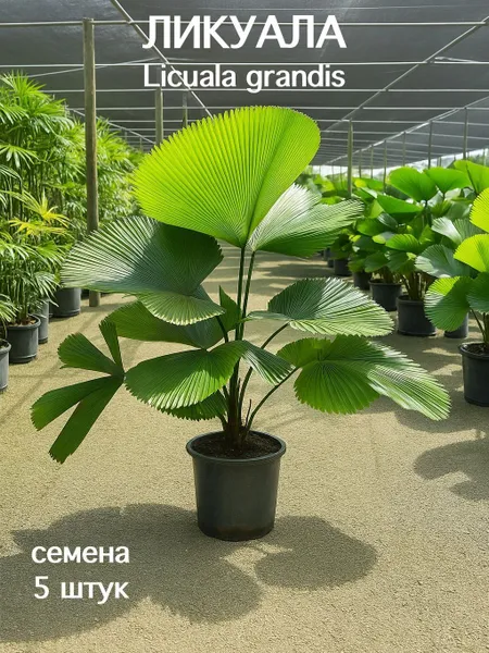 Пальма Ликуала Licuala grandis семена 5 штук (сбор апрель 2025 г.)
