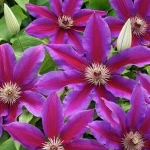 Клематис «Акаиши» (Clematis 'Akaishi') Р9