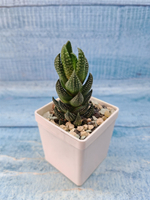 Haworthia Reinwardtii (Хавортия)