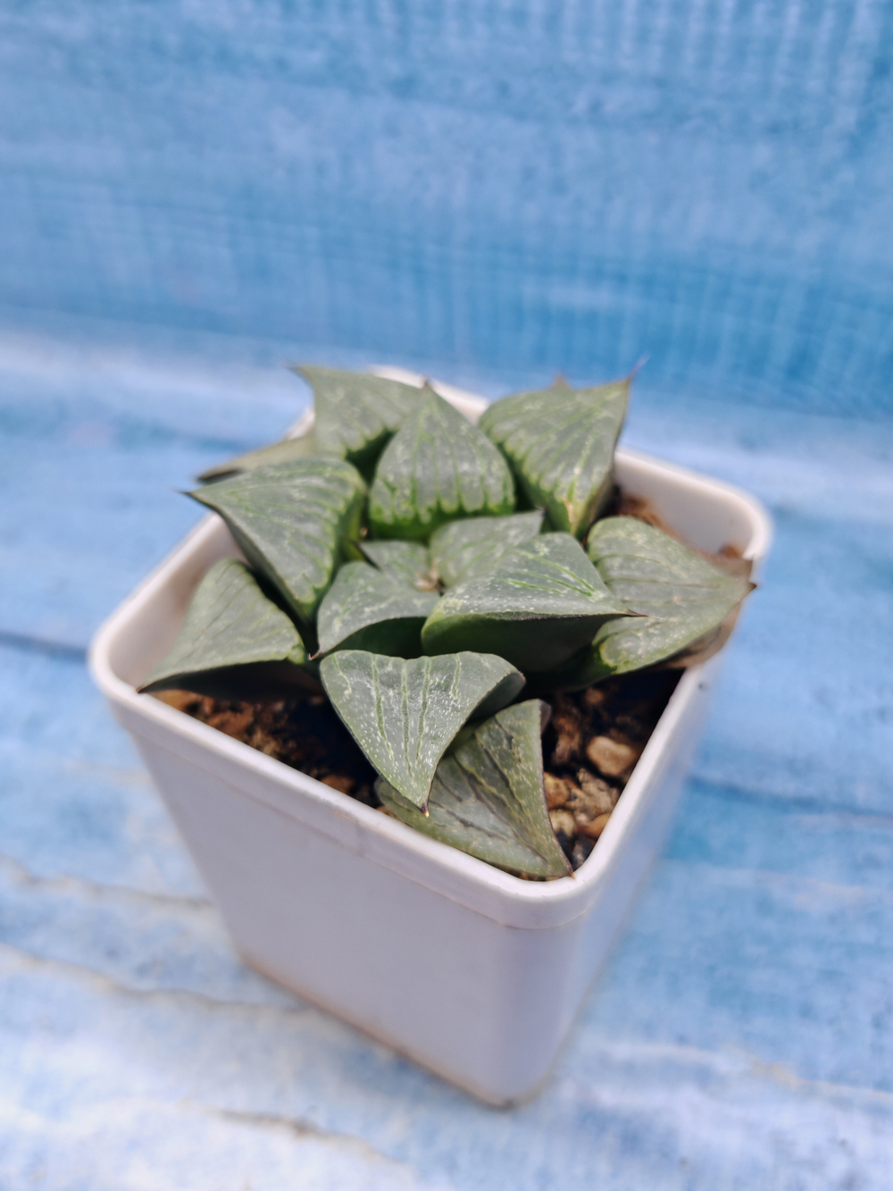 Haworthia Comptoniana hyb. (Хавортия)