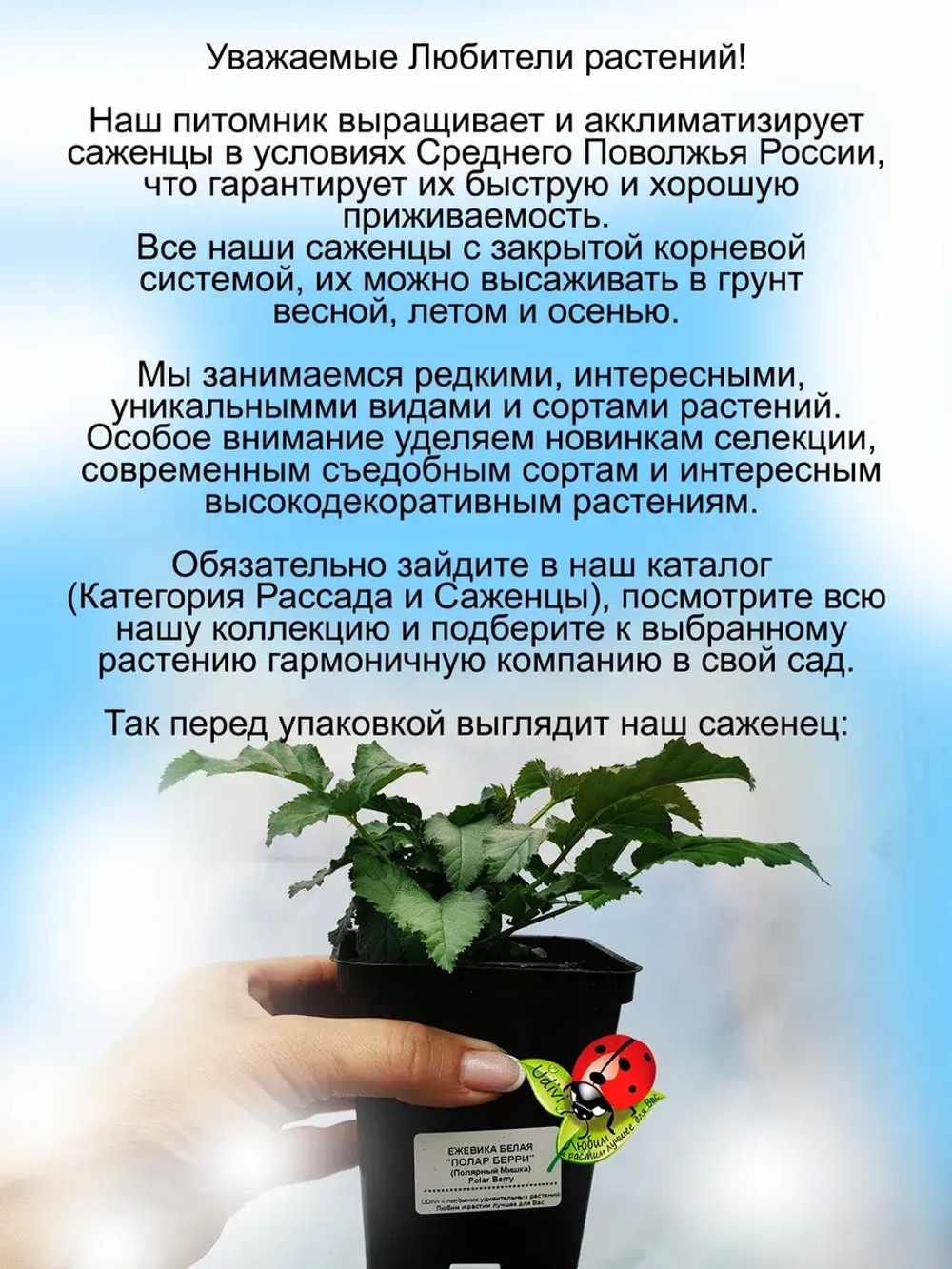 Ежевика белая Полар Берри