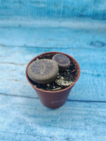 Lithops sp. (Литопсы)