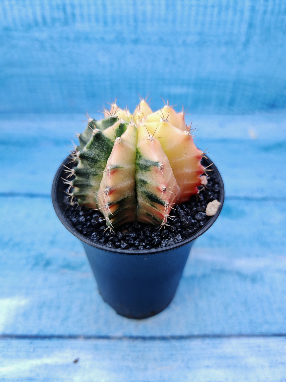 Gymnocalycium Variegata (Гимнокалициум Вариегатный)