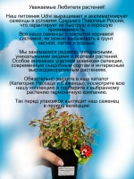 Колеус Индийские рюши Индиа Фриллс ампельный