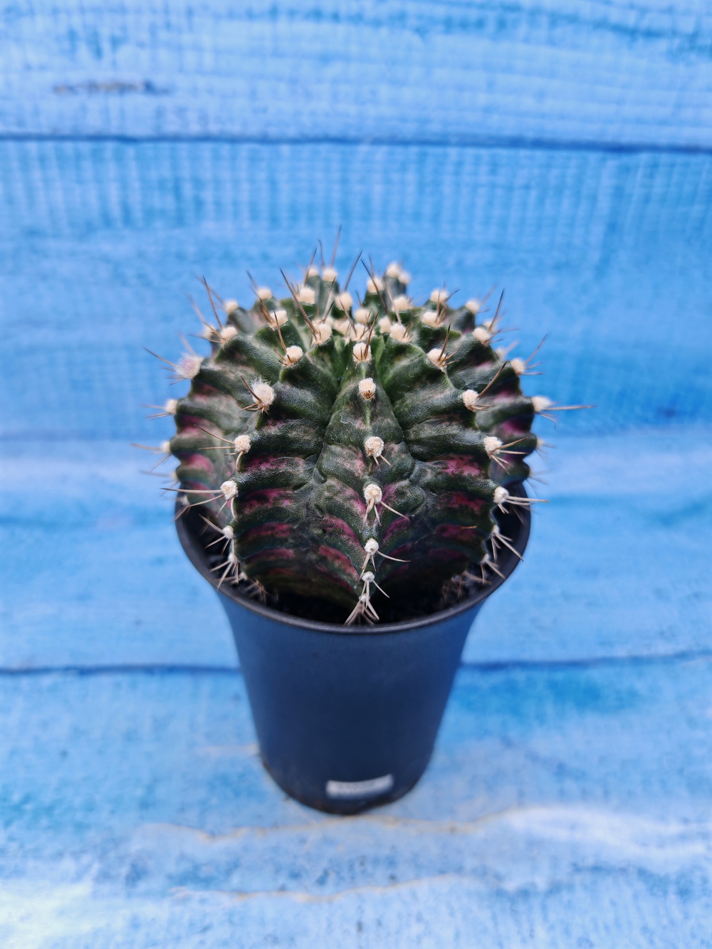 Gymnocalycium T-Rex Pink hybride (Гимнокалициум T-rex)
