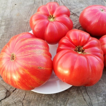 Помидоры Джаз - Jazz Tomato