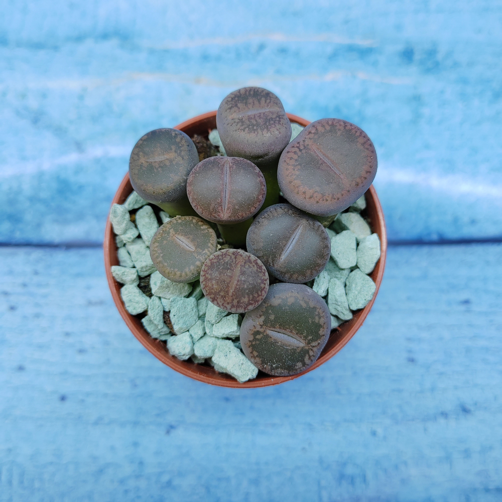 Lithops sp. (Литопсы)