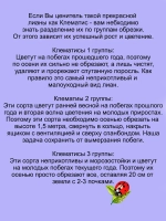 Клематис Менуэт долгоцветущий