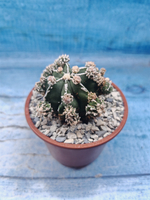 Astrophytum Myriostigma "Hakujo Fukuryu" (Астрофитум)