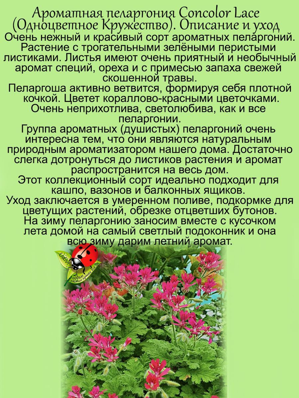 Пеларгония Конколор ласе
