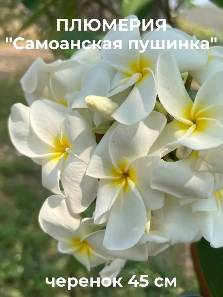 Плюмерия "Самоанская пушинка" черенок 45 см