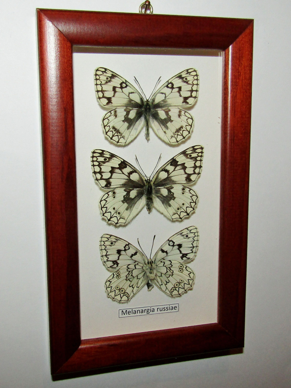 Бабочка Melanargia russiae в рамке