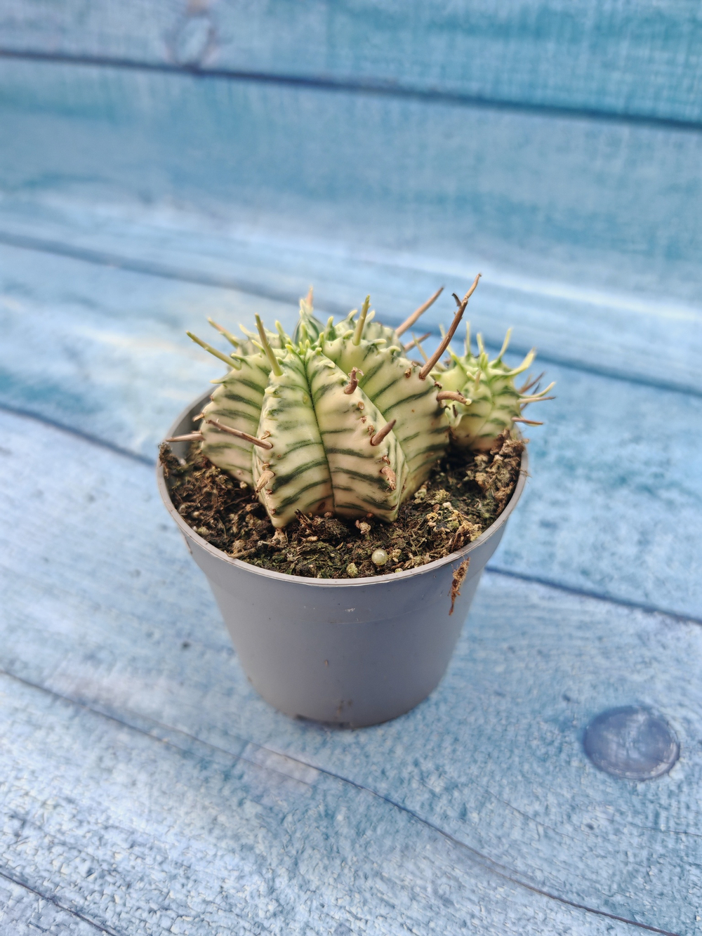 Euphorbia meloformis f. Variegated (Эуфорбия вариегатная)