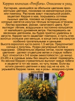 Керрия японская Пенифлора обильноцветущая