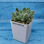 Echeveria Setosa (Эхеверия)