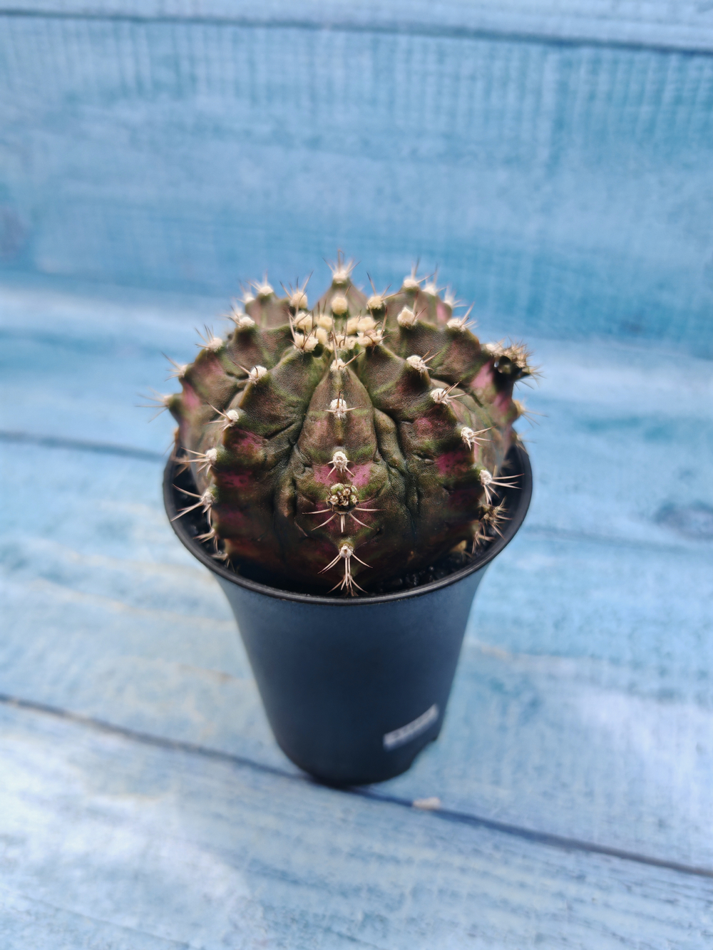 Gymnocalycium T-Rex Pink hybride (Гимнокалициум T-rex)