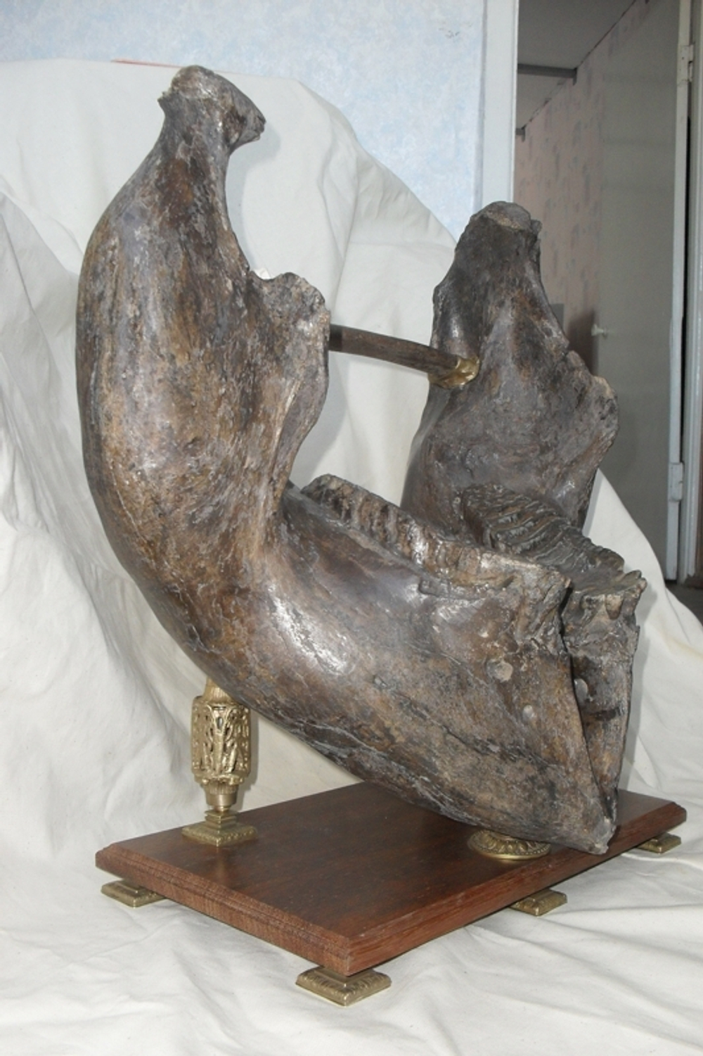 Челюсть мамонта (mammoth jaw)