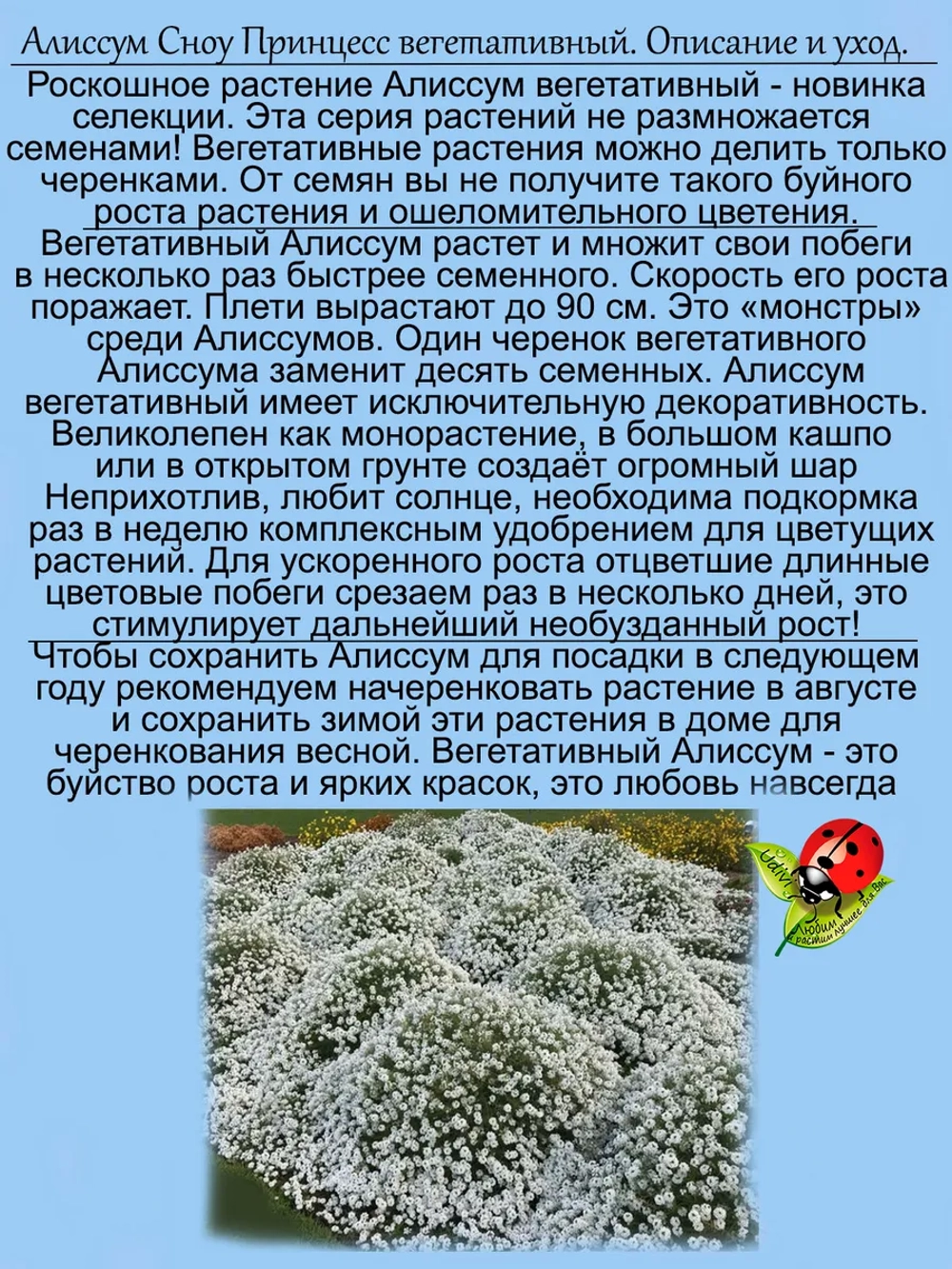 Алиссум Сноу Принцесс 2 вегетативный