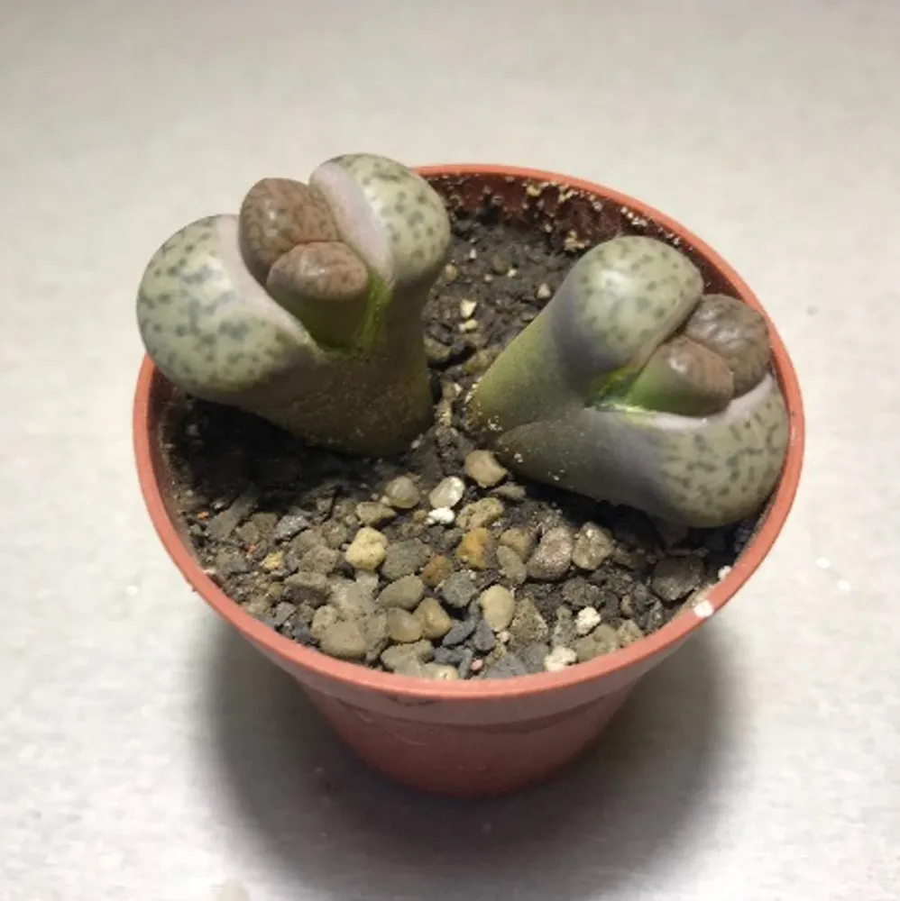 Литопс (C-042, MG560 Lithops bromfieldii v. insularis) растение