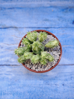 Euphorbia Pseudoglobosa variagate (Эуфорбия)
