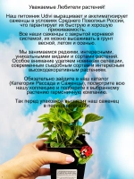 Гортензия "Таблетензия Пинк" суперкарлик