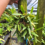 Орхидея BULBOPHYLLUM FASCINATOR