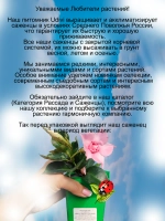Дипладения Махровая Розовая Мандевила