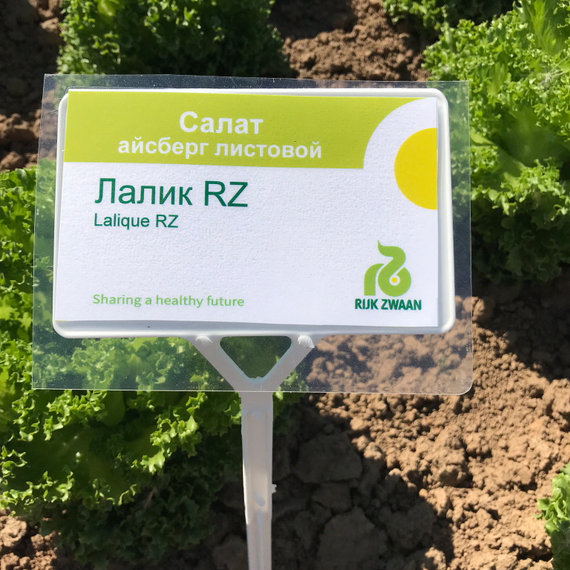 Лалик семена салата айсберг (Rijk Zwaan / ALEXAGRO) продукт – фото 6