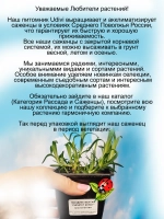 Гвоздика Лилипот Еллоу садовая жёлтая