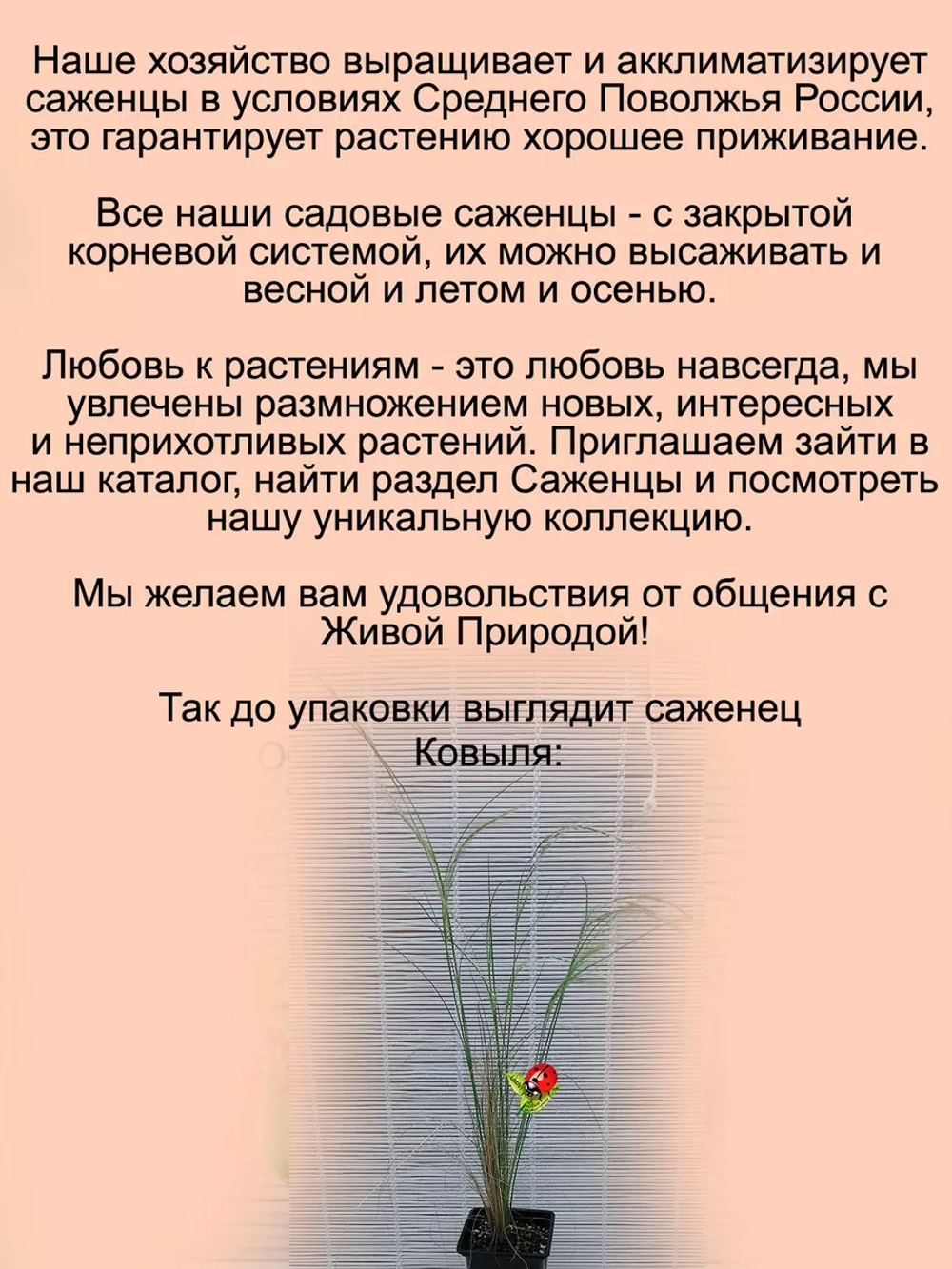 Злак Ковыль степной многолетний