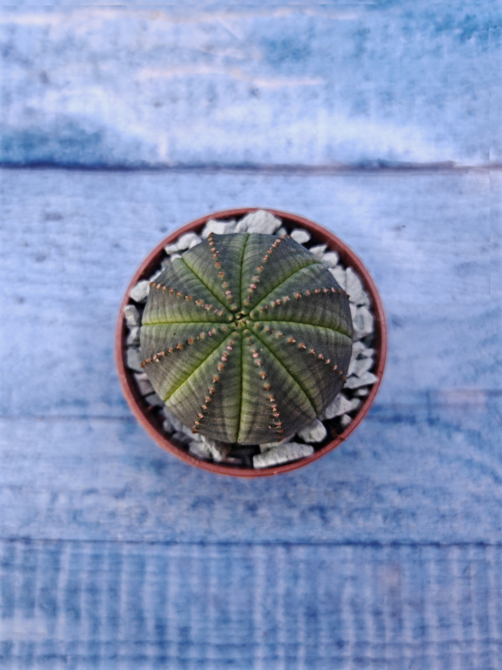 Суккулент Euphorbia Obesa (Эуфорбия)
