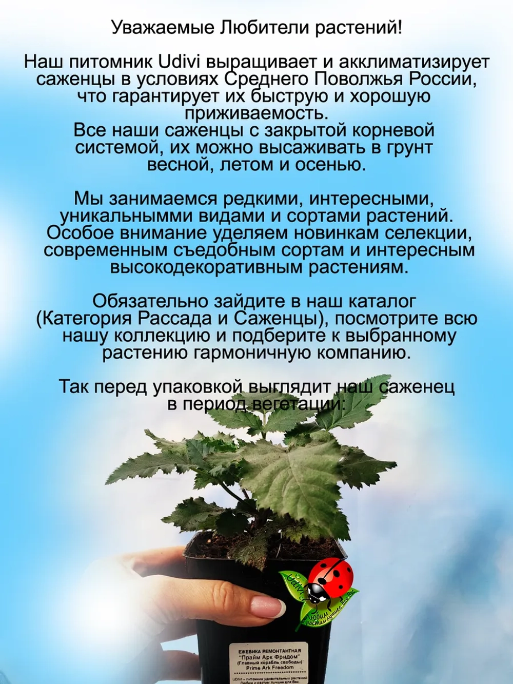 Ежевика Гай бесшипая