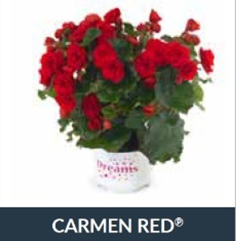 Бегония BK Collection Carmen Red ОКС Укорененный черенок. 1-10 марта