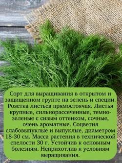 Семена Укроп Грибовский на зелень и специи 50гр