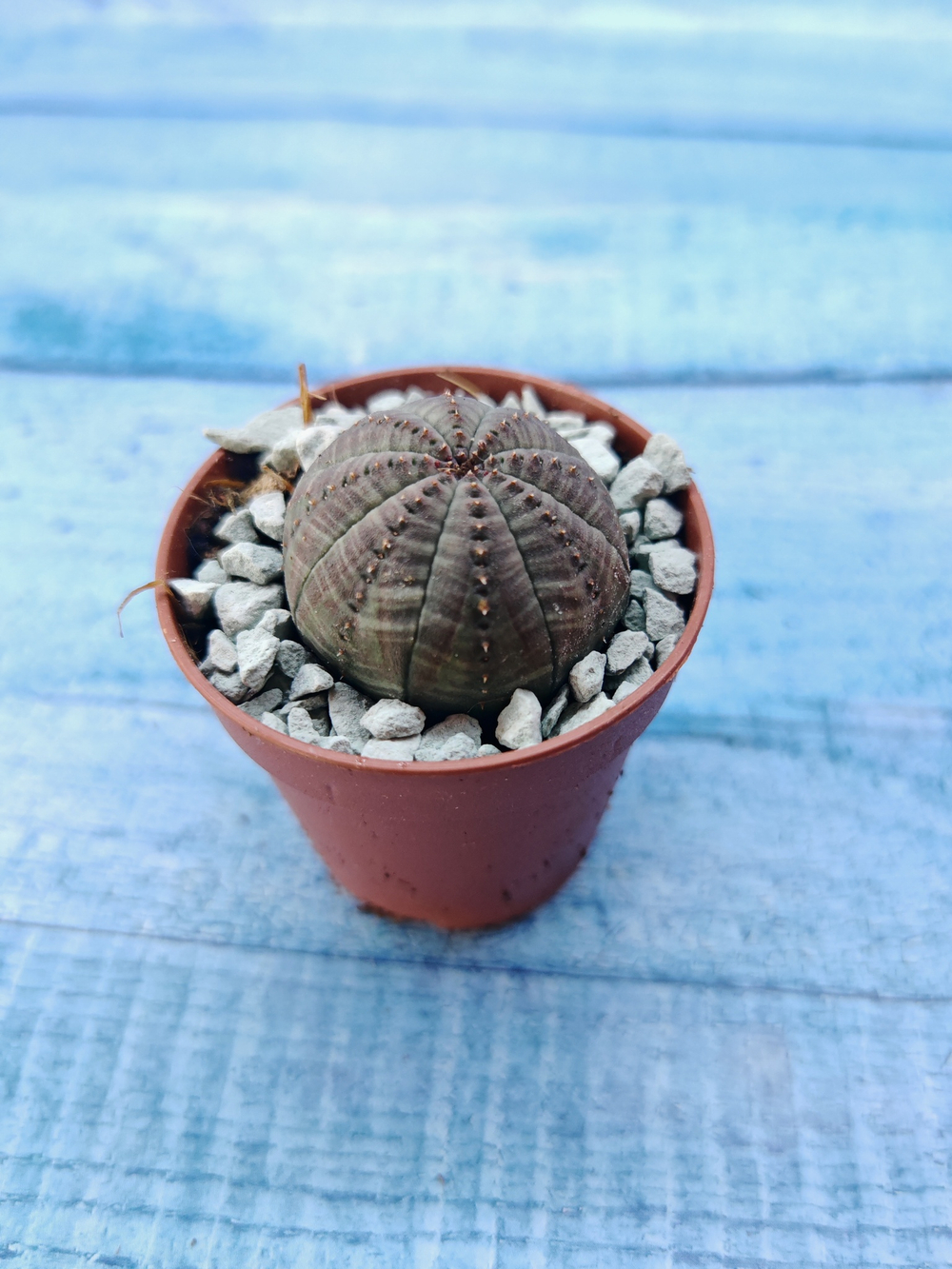 Суккулент Euphorbia Obesa (Эуфорбия)