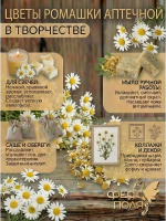 Ромашка аптечная здоровья, творчества и солнечной магии