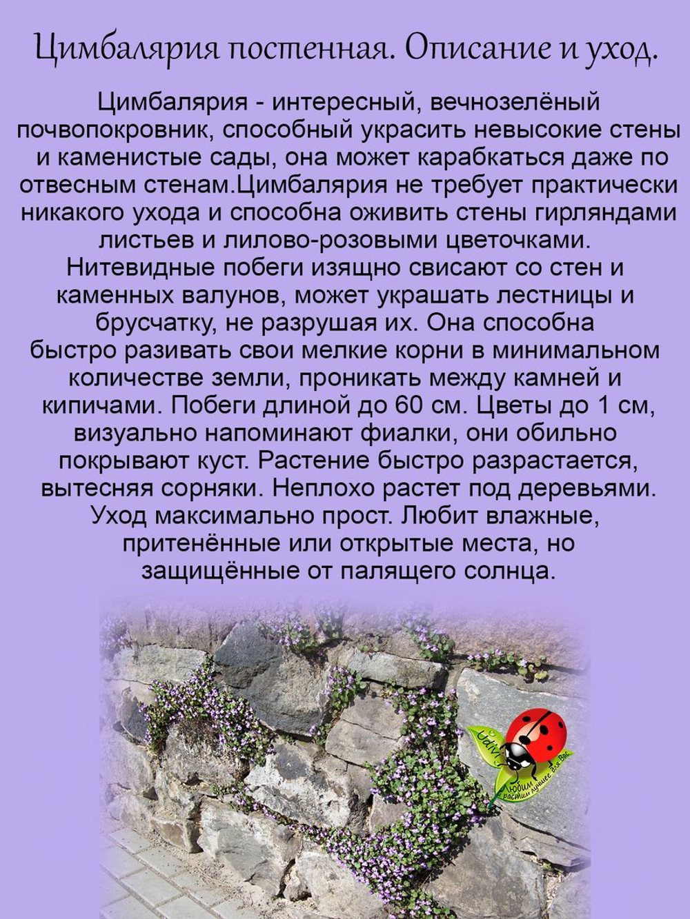 Цимбалярия постенная почвопокровная