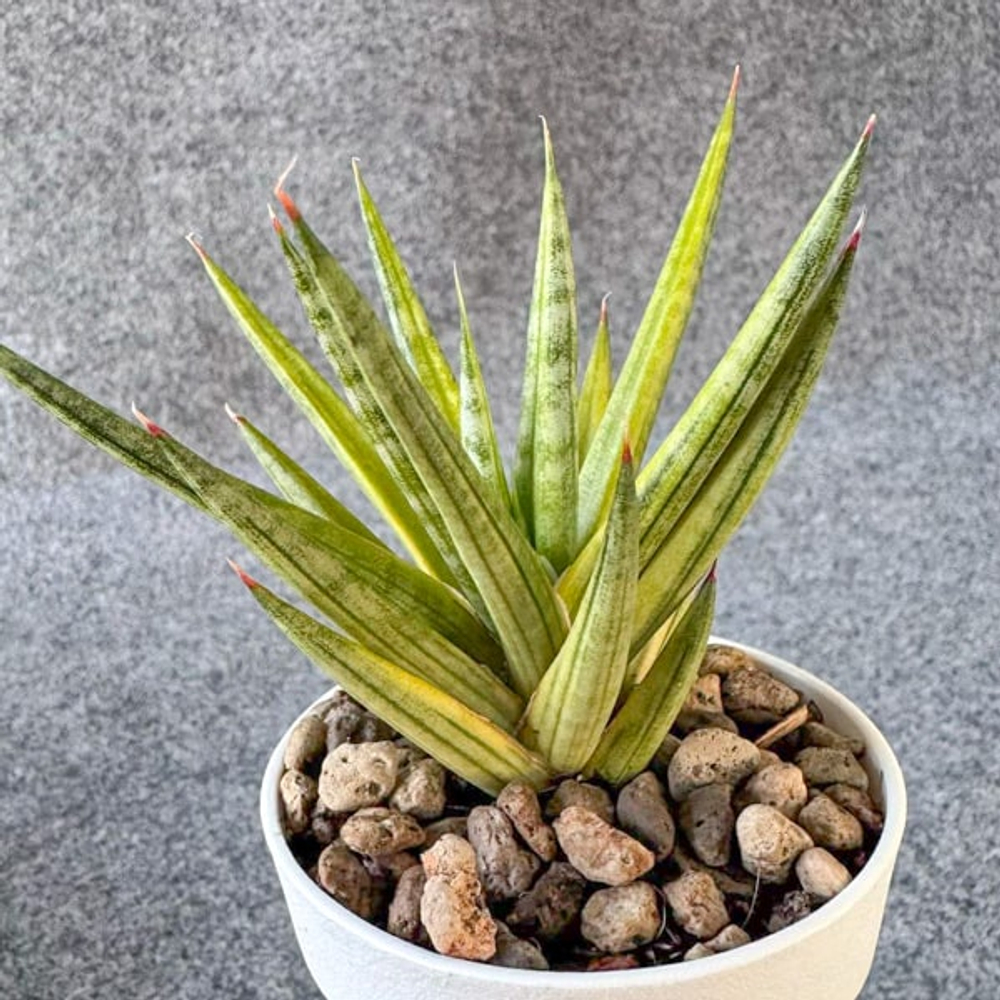 Сансевиерия FRANCISII YELLOW VAR