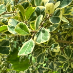 Фикус треугольный вар – Ficus triangularis var (61)