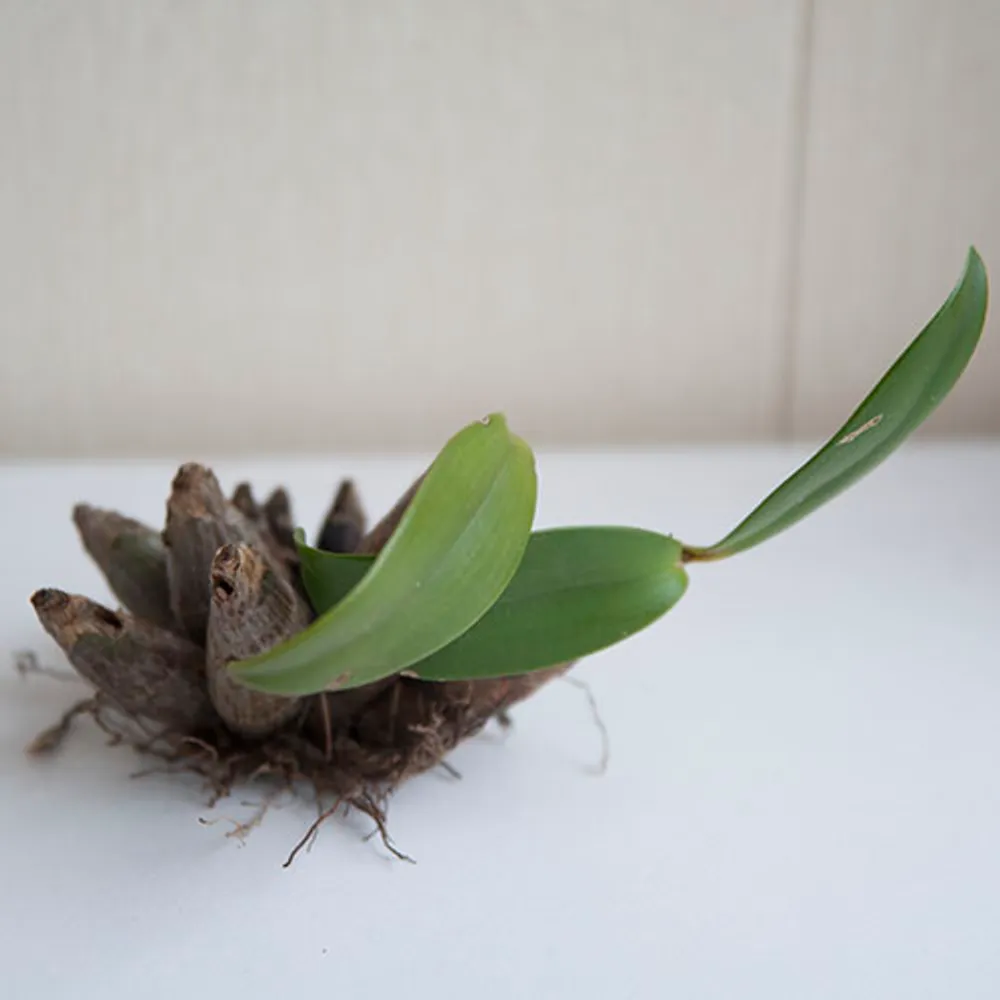 Орхидея Дендробиум (Dendrobium) #8