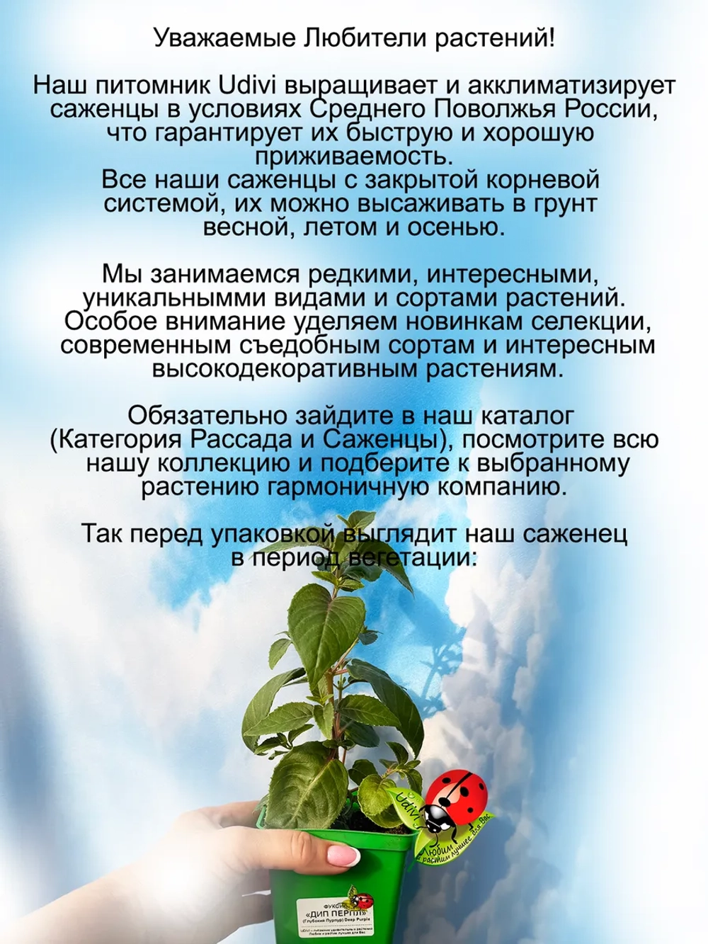 Фуксия Дип Перпл ампельная