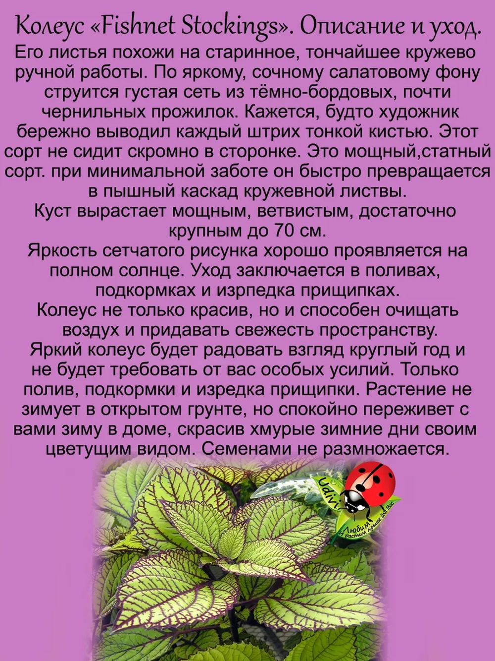 Колеус Ажурные чулки вегетативный