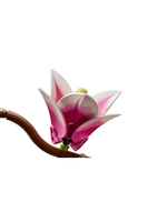 Конструктор Лего ботаникалс Ветви магнолии 11510 | LEGO Botanicals Magnolia Branches декоративный набор 435 деталей 18+