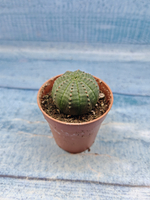 Euphoria Obesa (Эуфорбия)