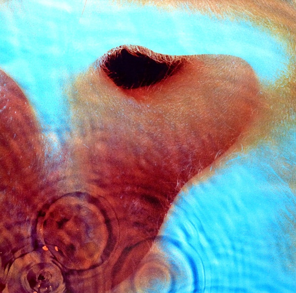 Pink Floyd — Meddle (LP)