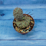 Tephrocactus Geometricus (Тефрокактус)