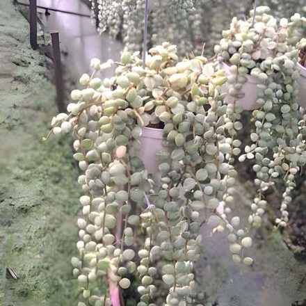 Дисхидия NUMMULARIA VAR (H03)