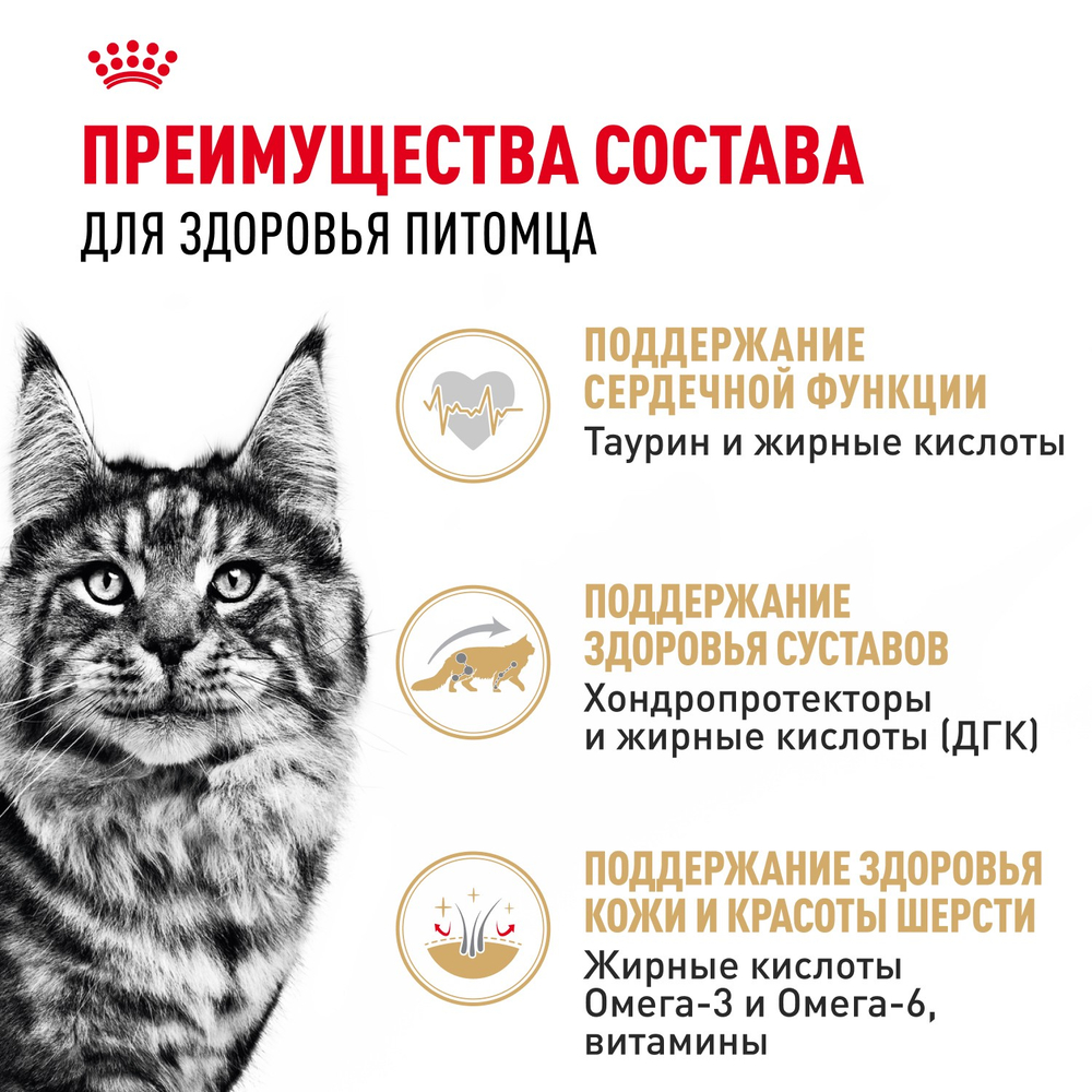 Royal Canin Maine Coon Adult Мейн Кун Эдалт Корм влажный для взрослых кошек породы Мэйн Кун соус 85г